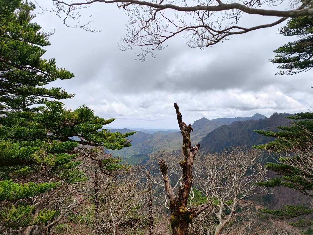 下山途中の眺め。木々の間から山並みと空が広がる。